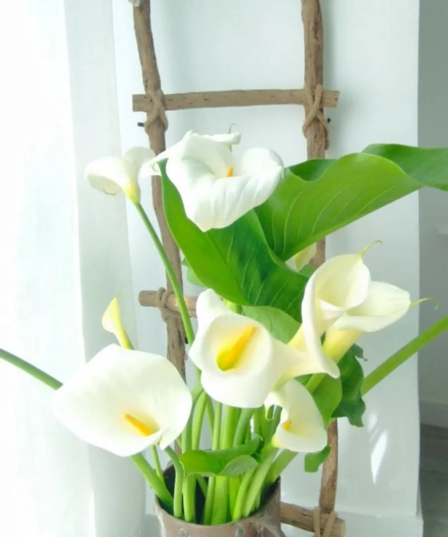 Loft Marea Bermeo Apartment